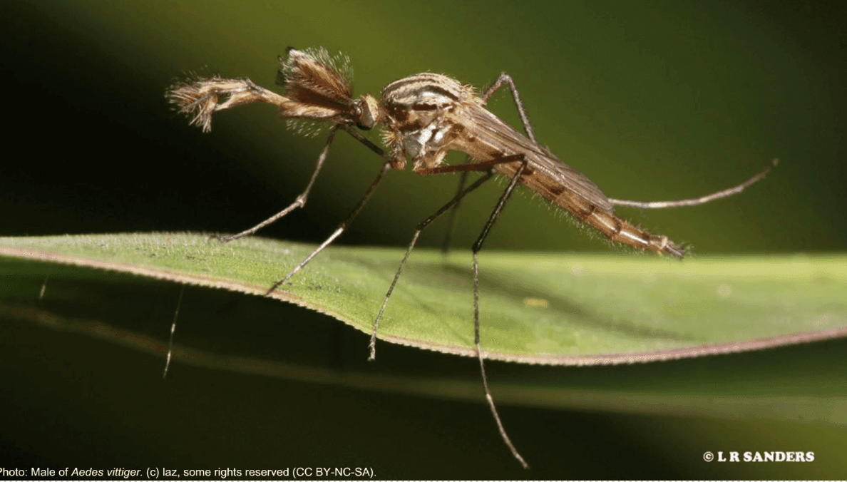 A close up of a mosquito on a leaf